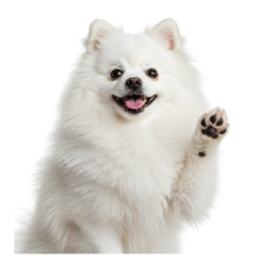 もふもふポメの日常スタンプ