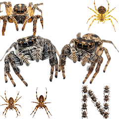 BIG! 蜘蛛くもクモ　実写