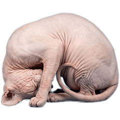 BIG! スフィンクス　実写