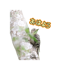 コゲラのスタンプ