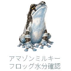 アマゾンミルキーフロッグ水分確認