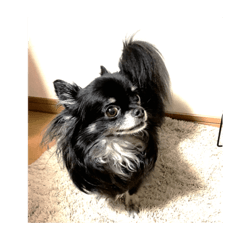 チワワのコロンの可愛い表情