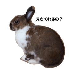うさぎのかぴやん