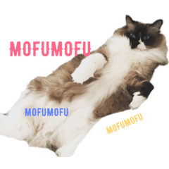 ラグドール「ロト」