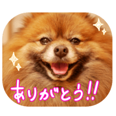 いぬっころの簡単スタンプ