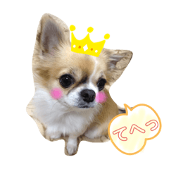 チワワ犬❤︎ときどき博多弁