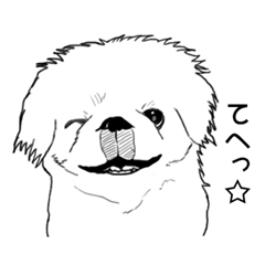 うちのペキニーズ