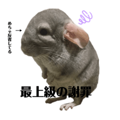 チンチラのすこちんくん。