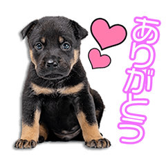 上田家のゆうたちゃん