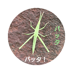 バッタだバッタ©️amqic
