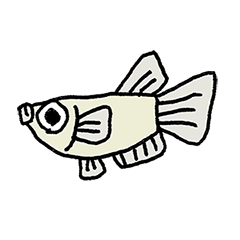 小さめのメダカ