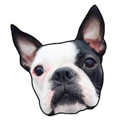 ボストンテリアとんちゃん