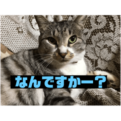 サバトラ猫カリーノ