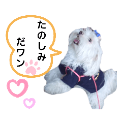 マルチーズ♡ロミ♡