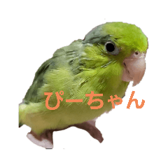 おしゃべりぴーちゃん