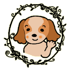 キャバリア ぱぴちゃん