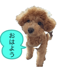 귀요미モコちゃん