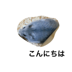 〈ハムスター〉ショコラ&レモン　第2