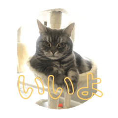 トラちゃんの日常スタンプ6