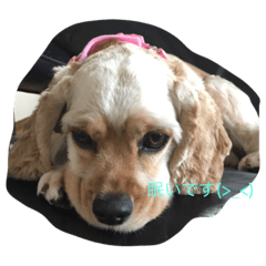 可愛いコッカースパニエル❤️