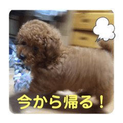 石井家のわんこ