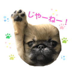 わんコール〜うちのペキニーズ