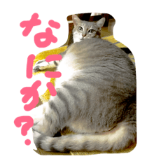 柿合さん家のネコ