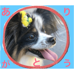 パピヨンの日常