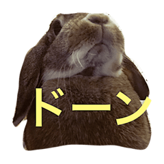 こんなロアの毎日