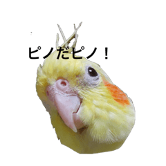 私のピノちゃん