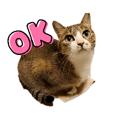 絆という猫スタンプ