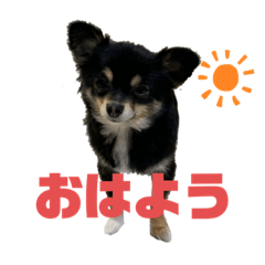 あずき@ポメチワ