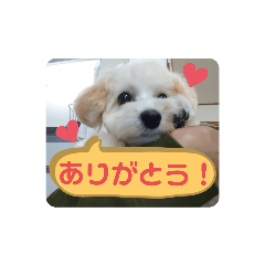 愛しのまめスタンプ