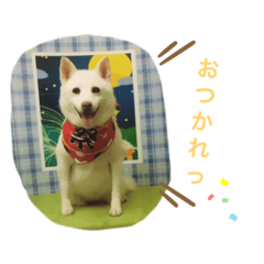シロです☆