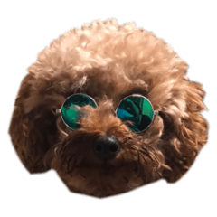 まつむらふぁみりープードル