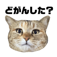 まつだ家のねこ 2 （天草弁）