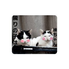 しらもちここゆず