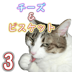 我が家のネコ達、チーズ＆ビスケット 3