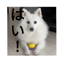 日本スピッツみるくちゃん