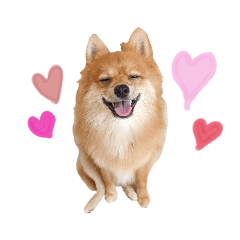 ポメチワのくうちゃん２