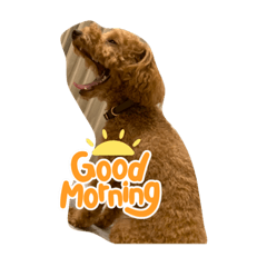 トイプードルのオンリーワンスタンプ