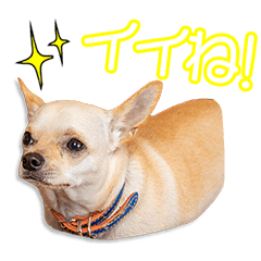 井上家のちぃちゃん