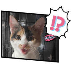 まゆことうしお、ときどきぽるがいます。