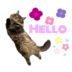 ぺぺのにゃんこたち3(=^ェ^=)