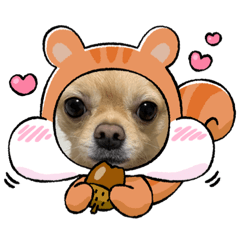 無表情犬みんちょ