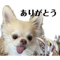 チワワのたぁくん2