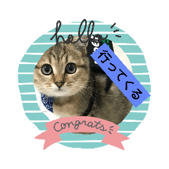 飼ってる猫スタンプ、