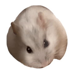 もちのかわいいスタンプです