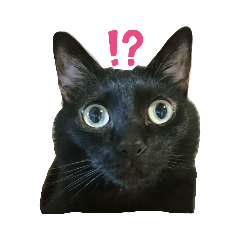 うちのにゃんず　アンジュ メリッサ ベル