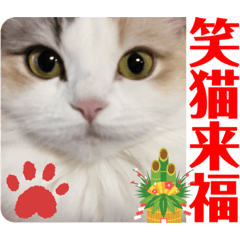 幸せの姫猫アーニャとベス1《おめでとう》